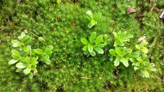 Vaccinium vitis-idaea