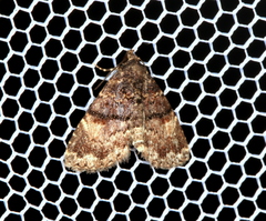 Metalectra richardsi