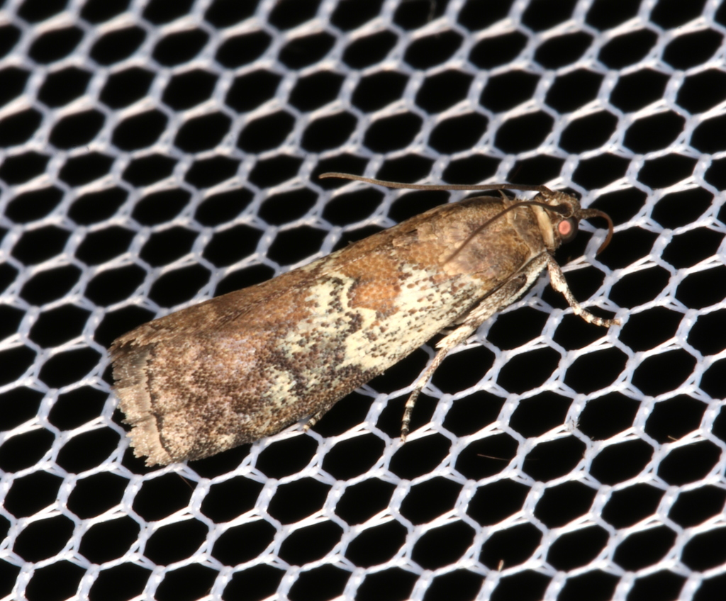 White-patched Salebriaria Moth