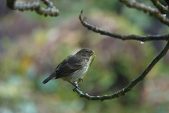 Platyspiza crassirostris
