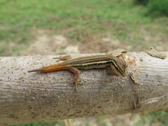 Lygodactylus grotei