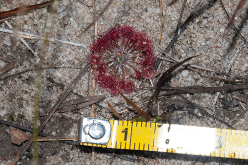 Drosera pygmaea