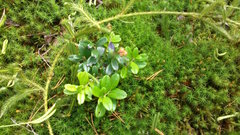 Vaccinium vitis-idaea