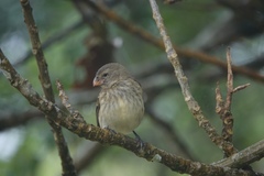 Platyspiza crassirostris