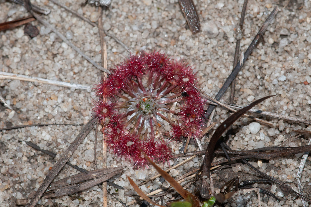 Drosera pygmaea, Burbank QLD 4156, Australia