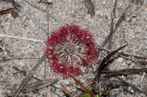 Drosera pygmaea