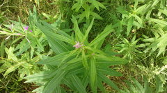 Chamaenerion angustifolium