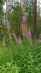 Chamaenerion angustifolium