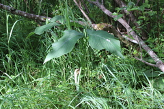 Arisaema stewardsonii