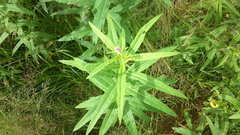 Chamaenerion angustifolium