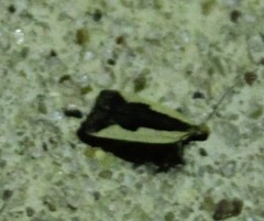 Dichomeris inserrata