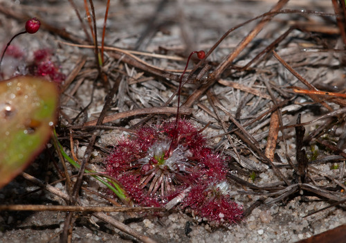 Drosera pygmaea