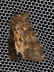 Peridea angulosa