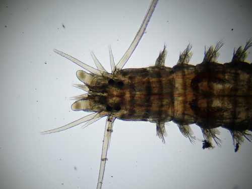Comb-toothed Nereid