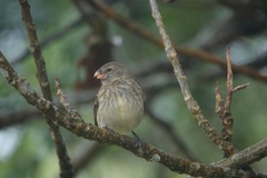 Platyspiza crassirostris