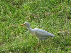 Bubulcus ibis