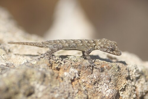 Kotschy's Gecko, photo 2 of 10