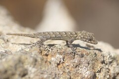 Kotschy's Gecko photo 2
