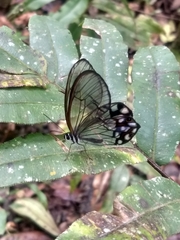 Pseudohaetera hypaesia