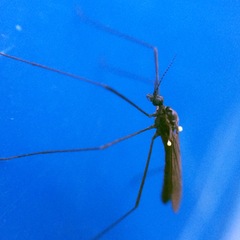 Gnophomyia tristissima