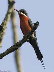 Rosy Bee-Eater photo 3