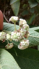 Lippia hirsuta