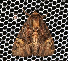 Phosphila turbulenta