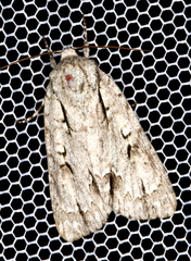 Acronicta lobeliae