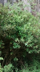 Lippia hirsuta