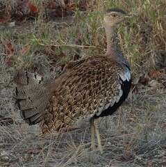 Red-Crested Korhaan photo 5