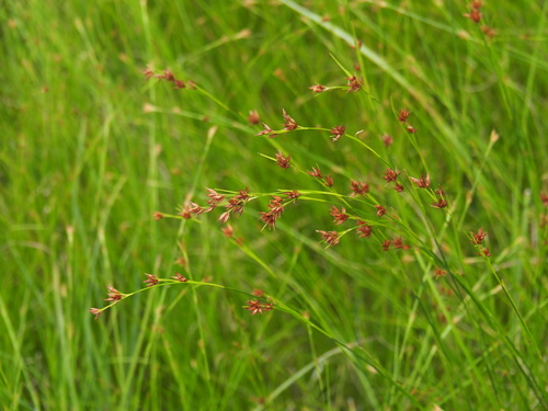 Juncus alatus iNat (3)