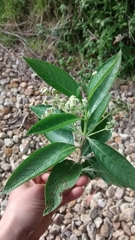 Lippia hirsuta