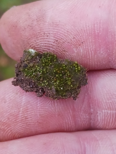 Serrated Earth Moss (Ephemerum serratum)