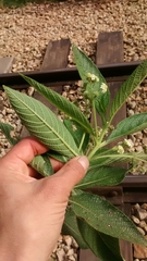 Lippia hirsuta