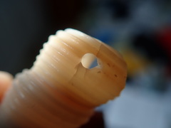 Turritella terebra