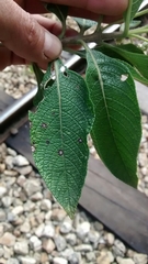Lippia hirsuta