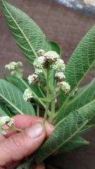 Lippia hirsuta