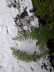 Achillea millefolium