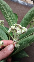 Lippia hirsuta
