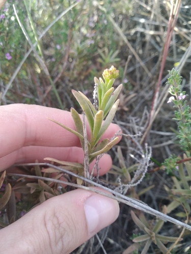 Crassula cymosa