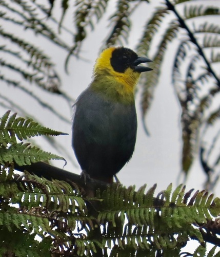 Nelicourvi Weaver (Ploceus nelicourvi), photo 7