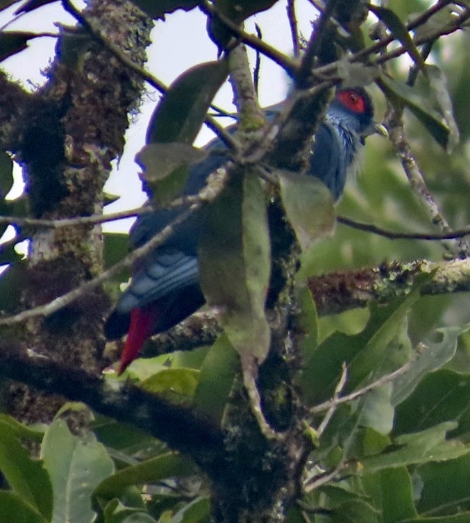 Madagascar Blue Pigeon (Alectroenas madagascariensis), photo 3