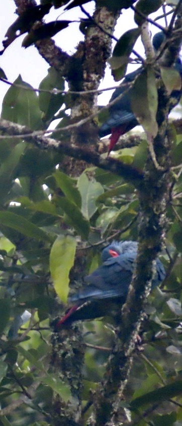 Madagascar Blue Pigeon (Alectroenas madagascariensis), photo 4