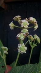Lippia hirsuta