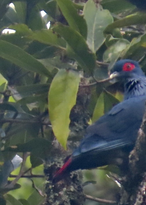 Madagascar Blue Pigeon (Alectroenas madagascariensis), photo 5