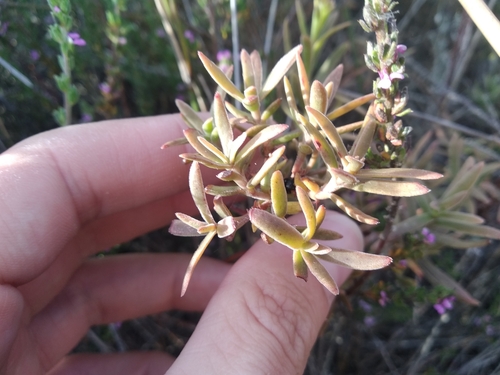 Crassula cymosa