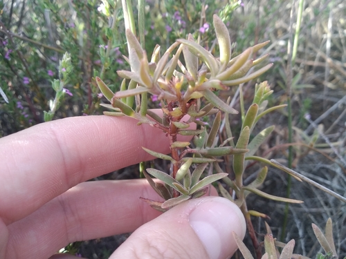 Crassula cymosa