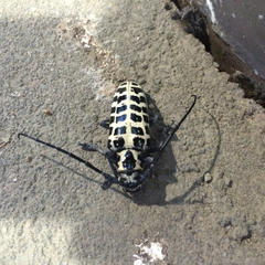 Plectrodera scalator