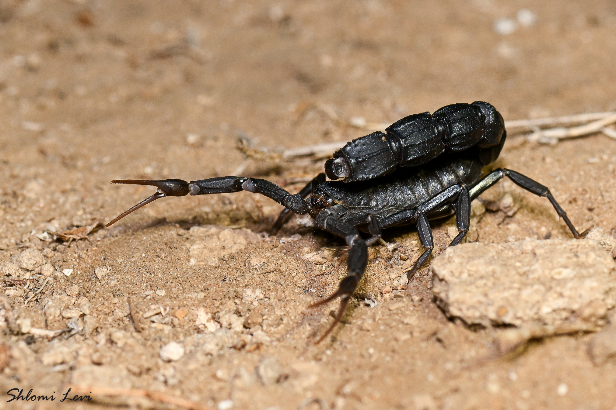 Black fat-tailed scorpion (Androctonus bicolor) · iNaturalist