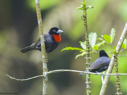 iNaturalist image